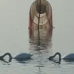 I Tulipani Di Anna Castiglione del Lago